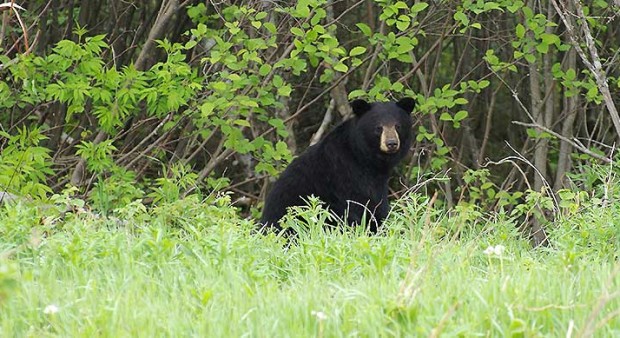 Black-Bear-Ontario-Randy-Therrien-620x338
