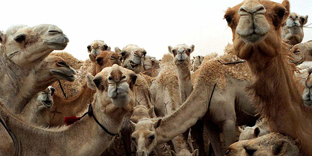camels-saudi-arabia-mers-middle-east-respiratory
