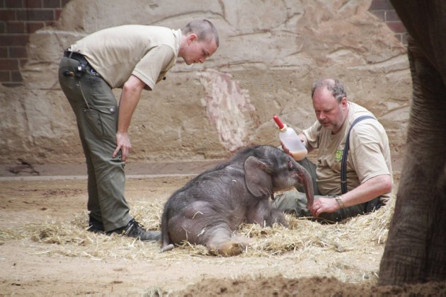 Zoo To Operate In Bid To Save Baby Elephant 2 Days Old